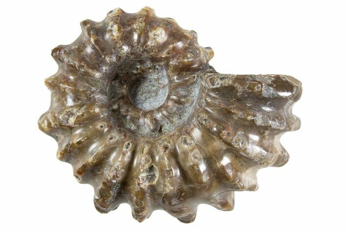 Bumpy Ammonite (Douvilleiceras) Fossil - Madagascar #343805